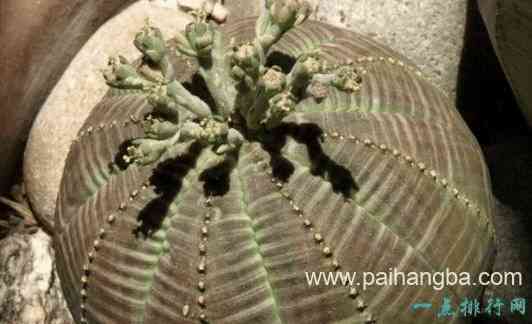 世界上最神奇的植物 尸臭魔芋（7年开一次花）