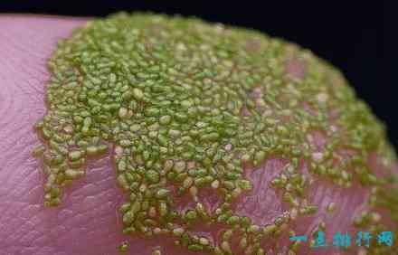 世界上最小的花 芜萍要借助显微镜看