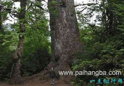 世界上最大的树 雪曼将军树体积约为1487立方米