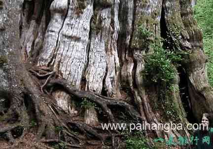 世界上最大的树 雪曼将军树体积约为1487立方米
