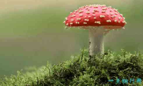 全球十大最致命的蘑菇   见到千万要远离!