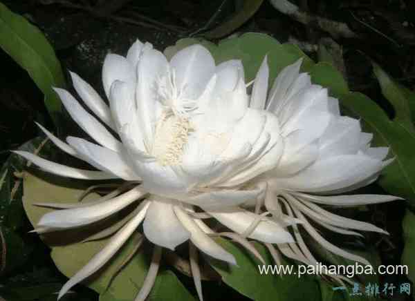 世界上最稀有的十种花 三千年开花一次的优昙婆罗花上榜