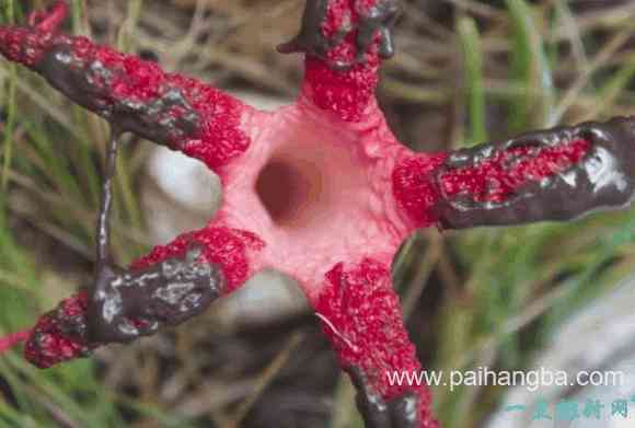 世界十大最像动物的植物 意大利红门兰酷似裸男！