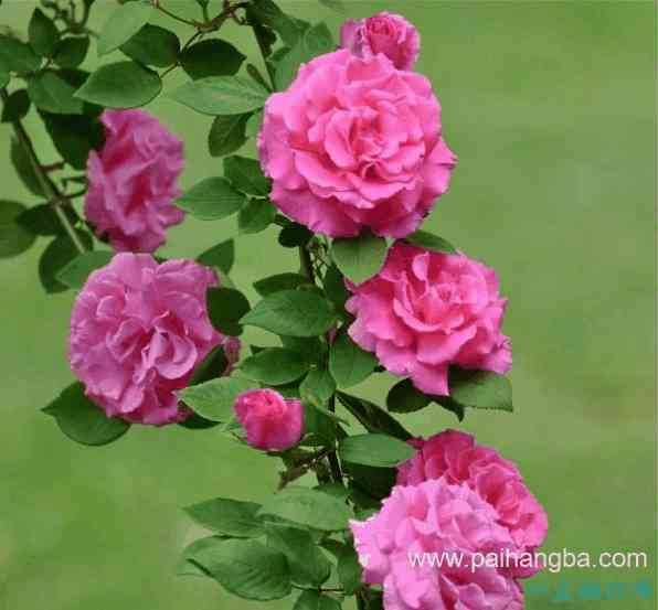 世界上十种最美的玫瑰花    &quot;玫瑰皇后&quot;排第二