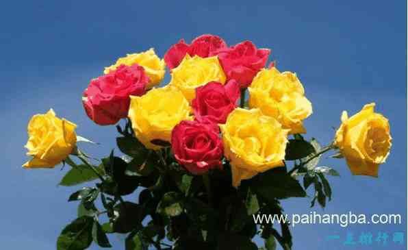 世界上十种最美的玫瑰花    &quot;玫瑰皇后&quot;排第二