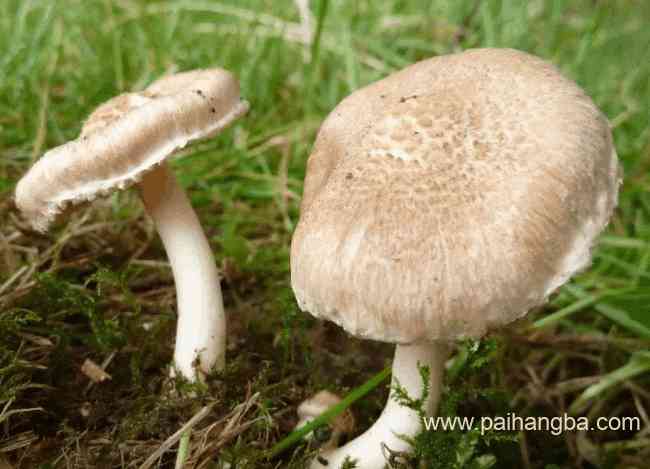 世界上最毒的十种蘑菇 外表诱人实际上却含有剧毒