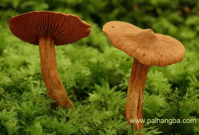 世界上最毒的十种蘑菇 外表诱人实际上却含有剧毒