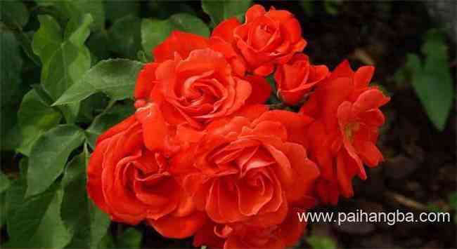 世界上最美丽的十朵花 玫瑰花不出意外排名第一