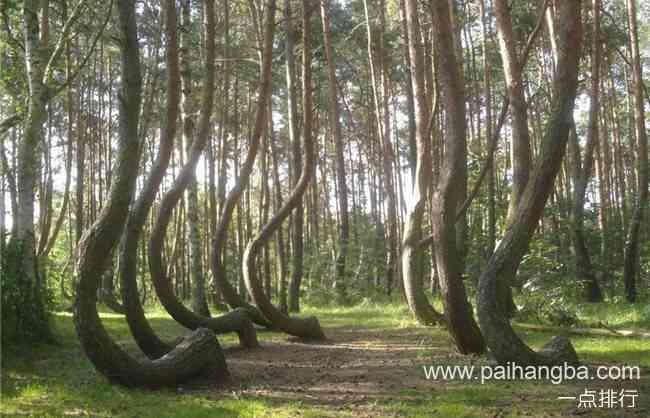 世界上最神奇的10棵树 谢尔曼将军树有2700年的历史