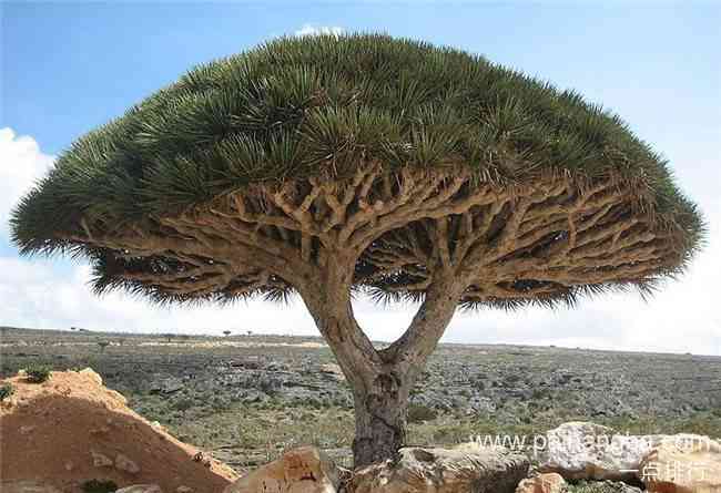 世界上最神奇的10棵树 谢尔曼将军树有2700年的历史