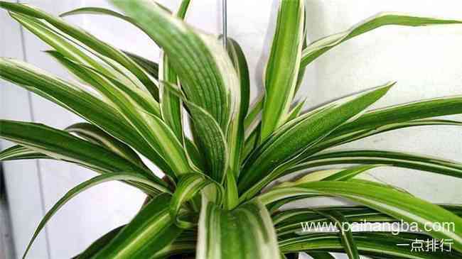 吸甲醛的植物排名 吸甲醛的植物有哪些