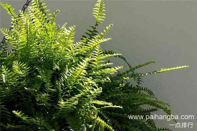 净化空气的植物排名 净化空气的植物有哪些