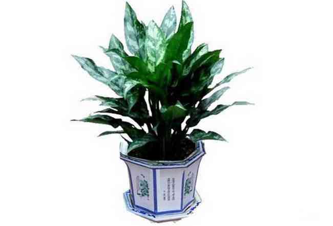适合室内养的植物有哪些 十大室内最好养的植物排名