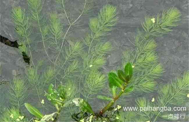 水生植物有哪些 常见的水生植物及名称