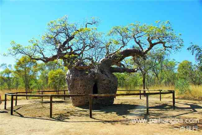 世界十大最受欢迎的树 用来充当监狱的树你见过吗