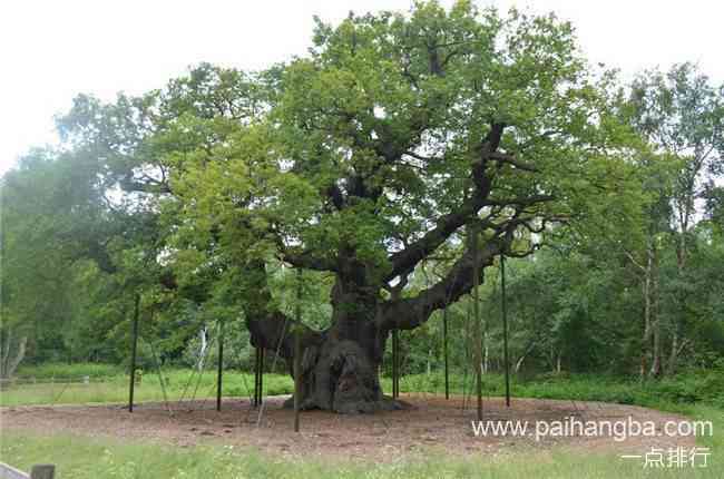 世界十大最受欢迎的树 用来充当监狱的树你见过吗