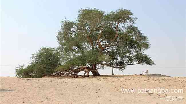 世界上最奇特的树木 加那利群岛的龙树成伞状形状