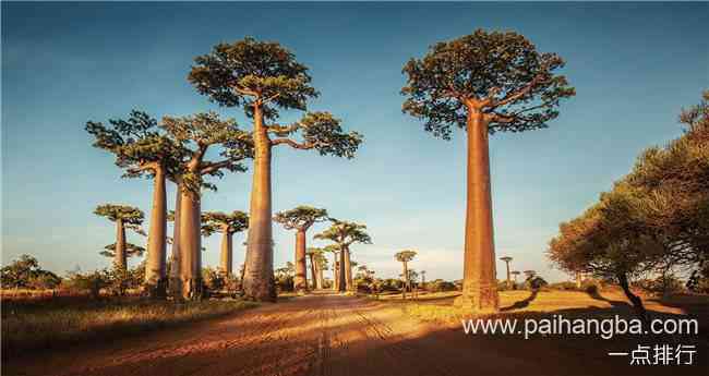 世界上最奇特的树木 加那利群岛的龙树成伞状形状