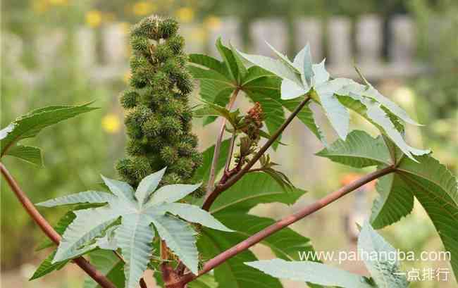 世界十大剧毒植物排行榜 念珠豌豆比乌头还毒