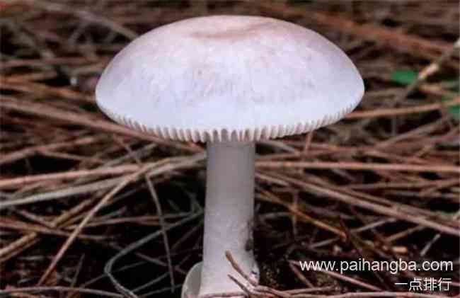 世界十大毒菇排名 毒蝇伞有多美就有多毒
