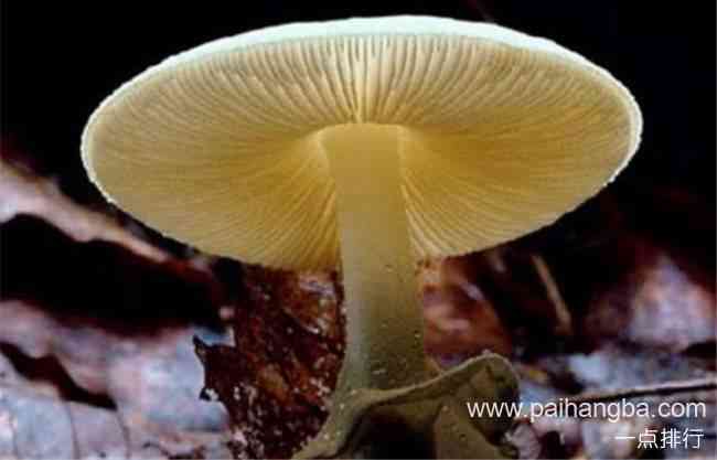世界十大毒菇排名 毒蝇伞有多美就有多毒