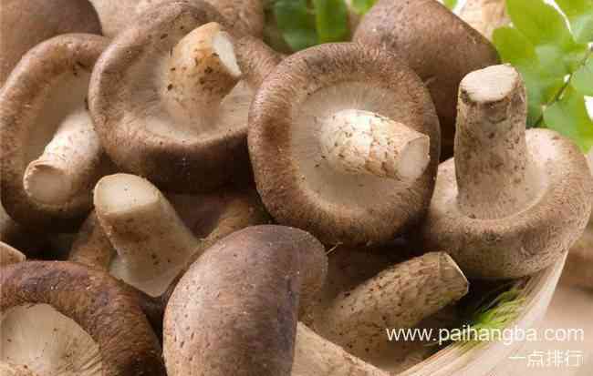 十大最美味的蘑菇排行榜 食用蘑菇种类大全