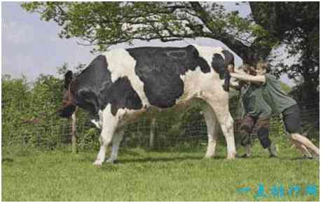 世界上最大的奶牛，身高接近两米，体重两千多斤