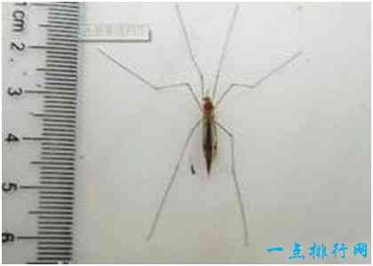 世界上最大的蚊子，华丽巨蚊体长3.5厘米，不吸血却爱吃其他蚊虫