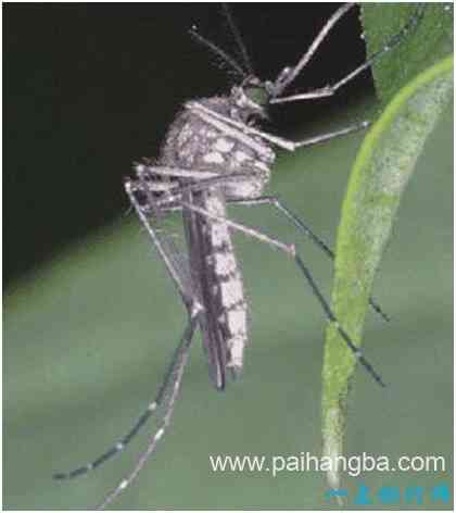 世界上最大的蚊子，华丽巨蚊体长3.5厘米，不吸血却爱吃其他蚊虫