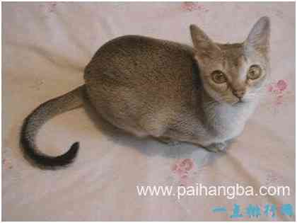 世界上最小的猫，新加坡猫很少超过5斤，天生自带眼线