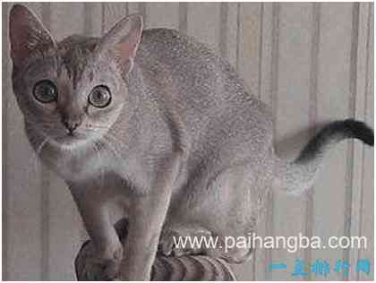 世界上最小的猫，新加坡猫很少超过5斤，天生自带眼线