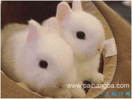 世界上最小的兔子，荷兰侏儒兔体重2斤，可以轻松托于掌上