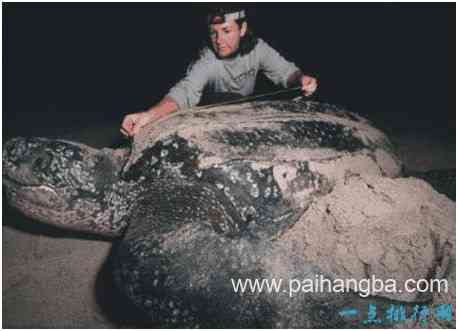 世界上最大的龟，棱皮龟体长超过2.5米，因误食塑料而亡