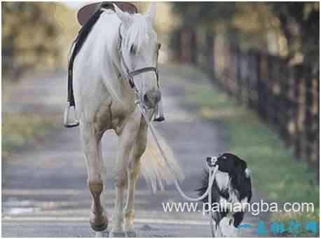 世界上最聪明的狗，边境牧羊犬是驯马能手，还有骑马技能