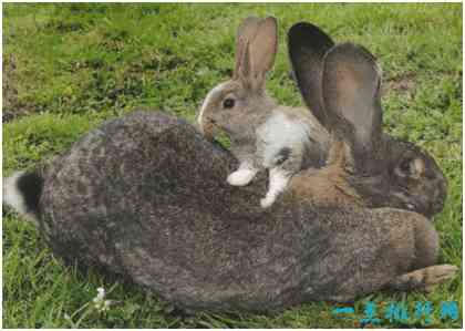 世界上最大的兔子，体长1.22米，每年食物开支达2.5万元