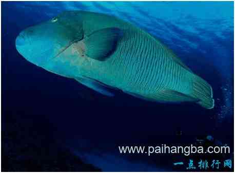 世界上最大的珊瑚鱼，苏眉鱼体长超过两米，喜欢跟人嬉闹