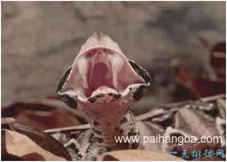 世界上毒牙最长的蛇，加蓬咝蝰毒牙长5厘米，咬住猎物后不松口