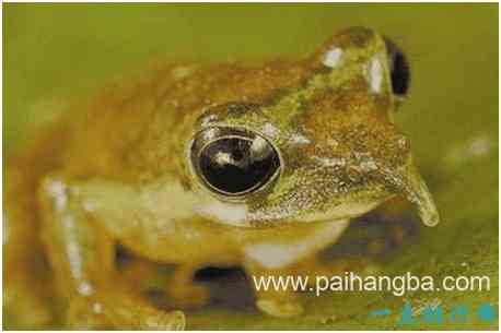 世界上最神奇的蛙，匹诺曹蛙鸣叫时鼻子会变长