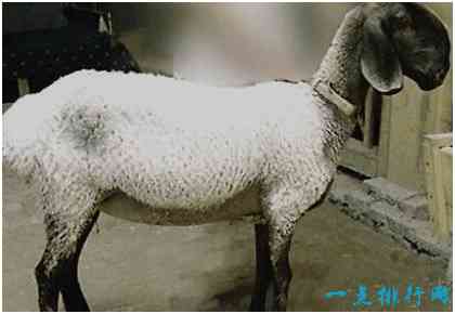 世界上最贵的羊，刀郎羊市场价高达1400万元
