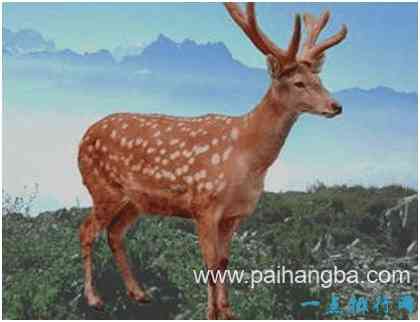 世界上最美的鹿，梅花鹿身上点缀着梅花状斑点，毛色会变化