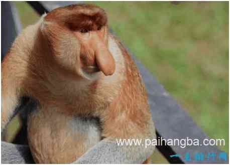 世界上鼻子最长的猴子，长鼻猴的鼻子一直垂到嘴巴前面​
