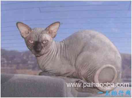 世界上最丑的猫，斯芬克斯猫全身几乎没有毛，皮肤布满皱褶