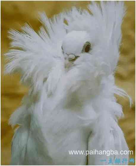 世界上最时髦的鸟，雅各宾鸽号称最时髦“贵妇”