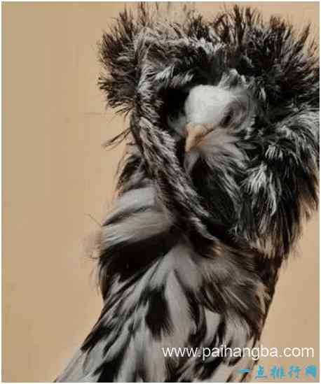 世界上最时髦的鸟，雅各宾鸽号称最时髦“贵妇”