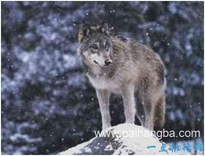 世界上最大的狼，基奈半岛狼肩高达1米，因人类捕杀而灭绝