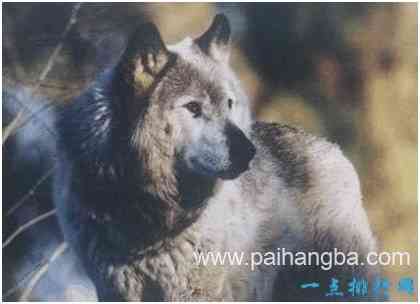 世界上最大的狼，基奈半岛狼肩高达1米，因人类捕杀而灭绝
