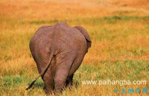 世界十大最聪明动物 大象的“高智商”惹不起