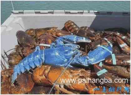 世界上最贵的龙虾，布列塔尼蓝龙虾每公斤上千元