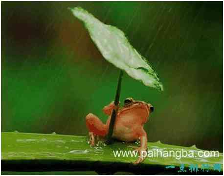 世界上最可怜的青蛙，打伞的树蛙饱受摄影师摆拍虐待