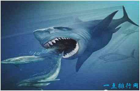 史上最大的鲨鱼，巨齿鲨体长19米左右，能捕食鲸鱼